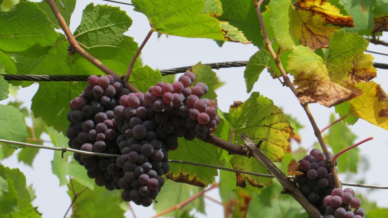 Ferienwohnung Elbsommer Am Weinberg Meissen Bagian luar foto